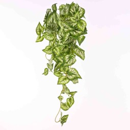 Coleus in mazzo cadente - 55 Cm / Variegato