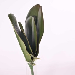 Foglia di Orchidea phalaeonopsis- 24 Cm verde