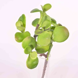 Pianta grassa in ramo - 28 Cm in due colori - verde chiaro