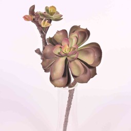 Pianta grassa in ramo - 28 Cm in tre colori - Viola