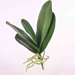 Phalaenopsis verde mazzo composto da 5 foglie