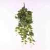Pothos in mazzo cadente - 80 Cm / Variegato