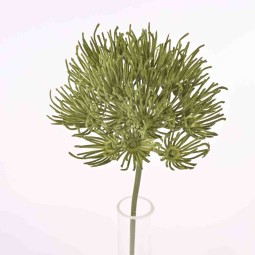 Panace Heracleum in ramo - Vari Colori - Verde Scuro