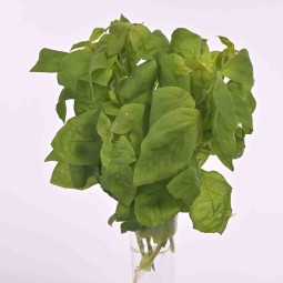 Basilico in mazzo - 30 CM con  4 rami - Verde