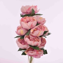 Peonie in mazzo frontale con 10 fiori in vari color - Rosa