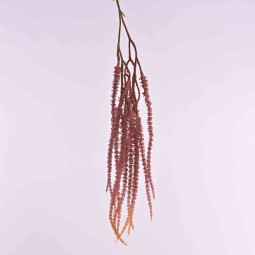 Amaranto ramificato in  ramo  cadente - vari colori - Rosso