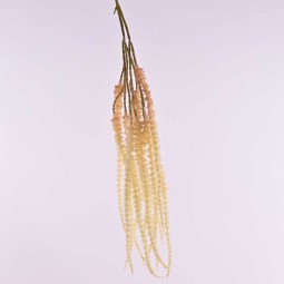 Amaranto ramificato in  ramo  cadente - vari colori - Champagne