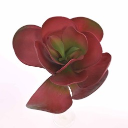 Pianta grassa in ramo singolo altezza 32 cm. larghezza 30 cm in vari colori - Bordeaux