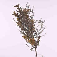 Eucalipto in ramo con tre steli in due colori - Rosa