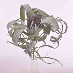 TILLANDSIA - 30 Cm verde/grigio