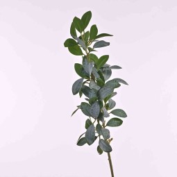 Ficus in ramo - 65 Cm  verde
