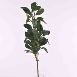 Ficus in ramo da 65 cm verde