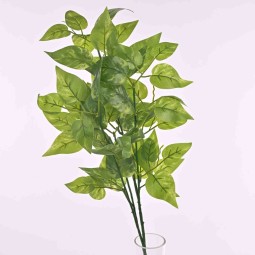 Pothos in ramo con 4 steli 65 cm.