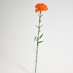 Garofano a stelo cm. 69 in vari colori - Assortito