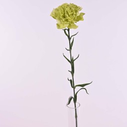 Garofano a stelo cm. 69 in vari colori - Assortito