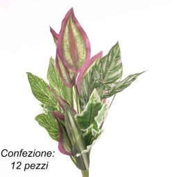 Piantine miste 25cm - 12 pezzi variegate