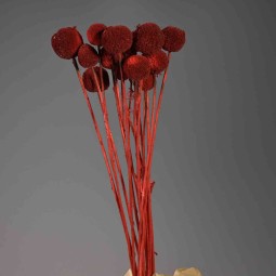 Craspedia in sacchetto 15 Pezzi - Rosso