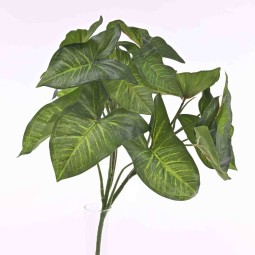 Singonium mazzo ramificato con 18 foglie verdi screziate