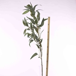 Eucalipto in ramo - 121 Cm  colore verde