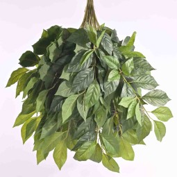 Fogliaggio di Limone ogni pic ha diverse ramificazioni confezione da 12 Pezzi