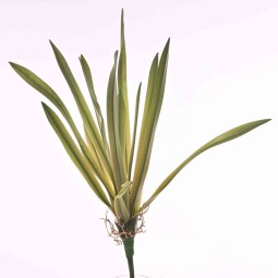 Cordylina in pick CM. 38 verde