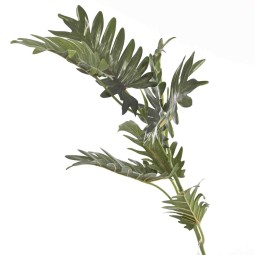 Philodendro "Sellum" in mazzo - 83 CM verde