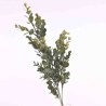 Eucalipto ramificato - 65 Cm ghiacciato