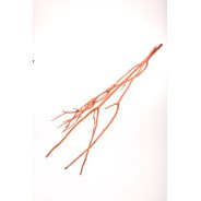 Rami essiccati di Mitsumata arancione