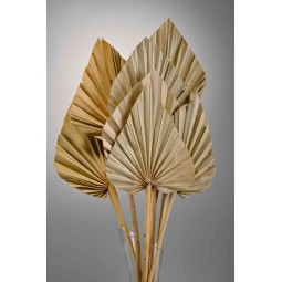 Punte di Palma essiccate 10 Pezzi - Naturale