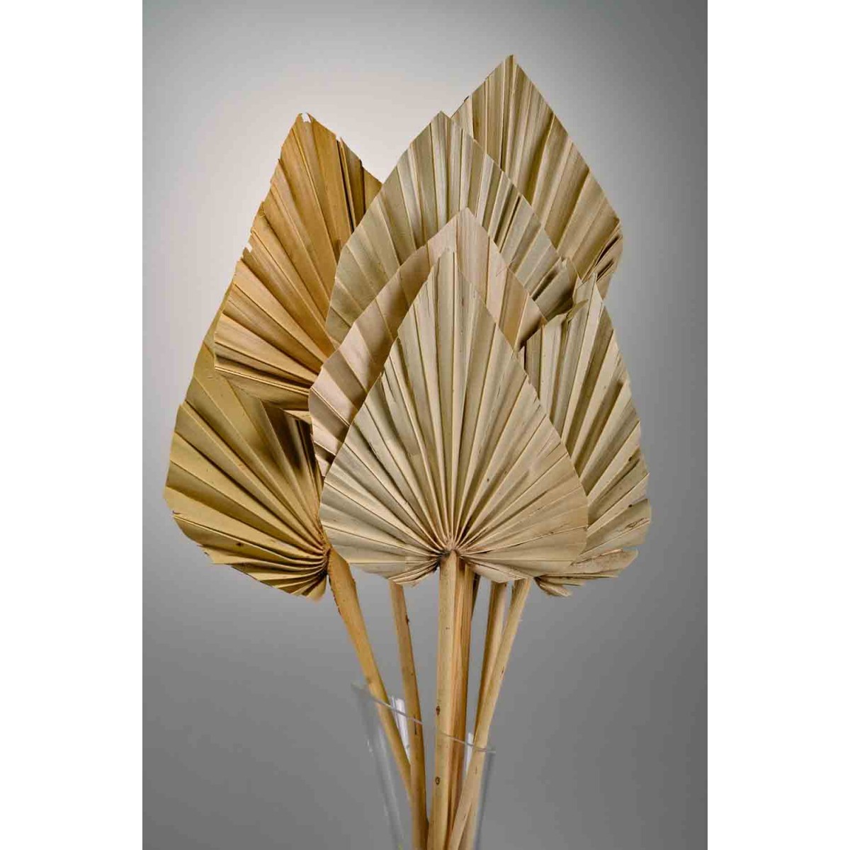 Punte di Palma essiccate 10 Pezzi - Naturale