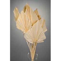 Punte di Palma 10 Pezzi - Bianco