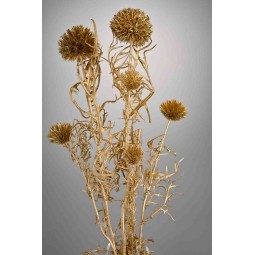 Echinops in mazzo - Oro