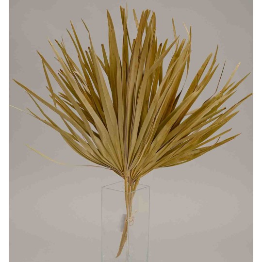 Foglie di Palma essiccate - 5 Pezzi