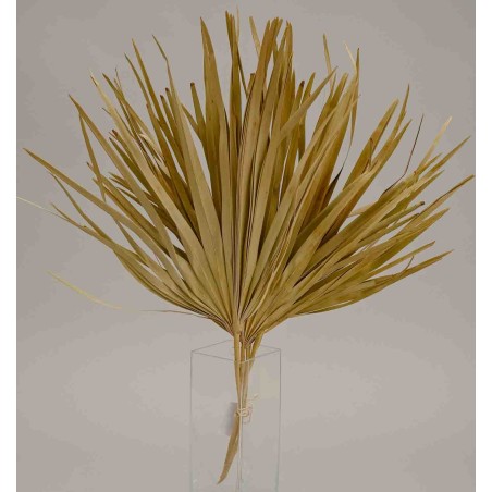 Foglie di Palma essiccate - 5 Pezzi