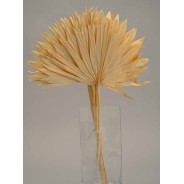 Foglie di Palma "Sole" 10 Pezzi - Bianco