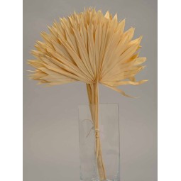 Foglie di Palma "Sole" 10 Pezzi - Bianco