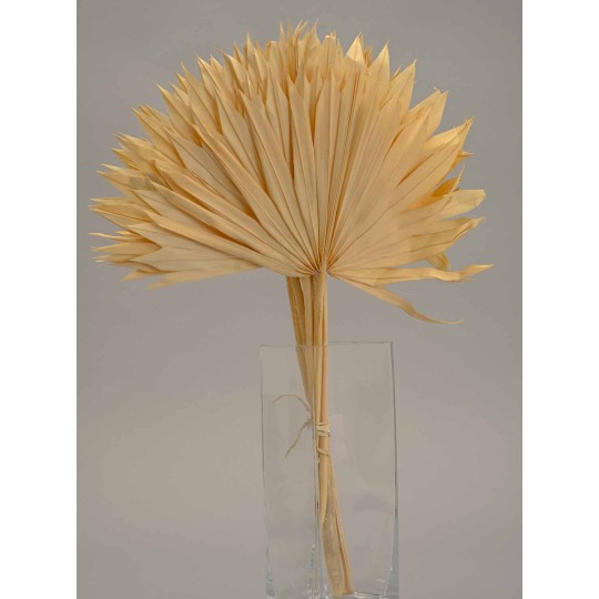 Foglie di Palma "Sole" 10 Pezzi - Bianco