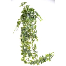 Mazzo di Edera variegata - 2 Misure - 180 cm