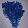 Broom Bloom essiccato 100 G - Blu