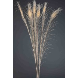 Piume di Pavone - 90/100 Cm