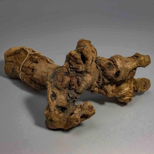 Radice di Kuwa essiccata - 25 Cm / Naturale