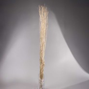 Salix in ramo 15 pezzi - 150 Cm / Sbiancato