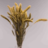 Setaria Pendula in mazzo 100 G / Naturale