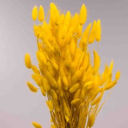 Lagurus essiccato 100 G - Giallo oro