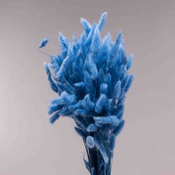 Lagurus essiccato 100 G - Celeste