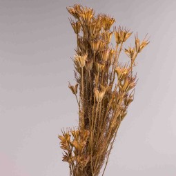 Nigella Orientalis essiccata - 100 G / Naturale