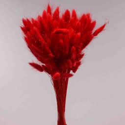 Lagurus essiccato 100 G - Rosso