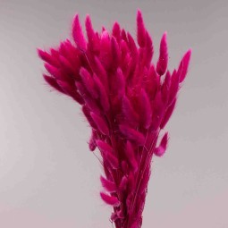 Lagurus Babiros 100 G - Ciclamino