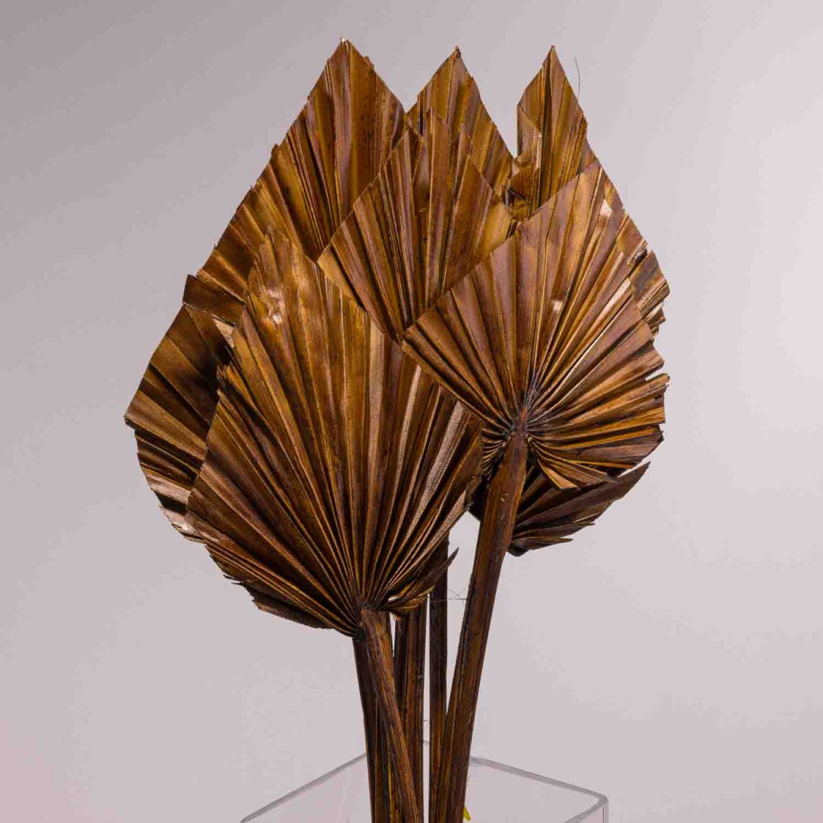 Punte di Palma essiccate 10 Pezzi - Cuoio