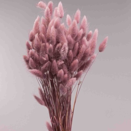 Lagurus essiccato 100 G - Rosa caldo